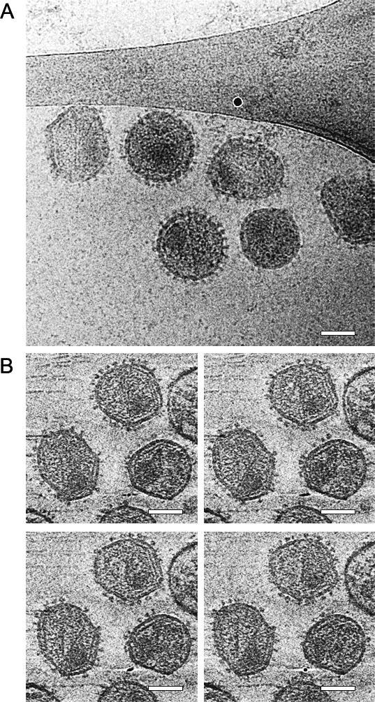 https://cdn.ncbi.nlm.nih.gov/pmc/blobs/5781/1876499/43870ef2dffc/ppat.0030063.g001.jpg