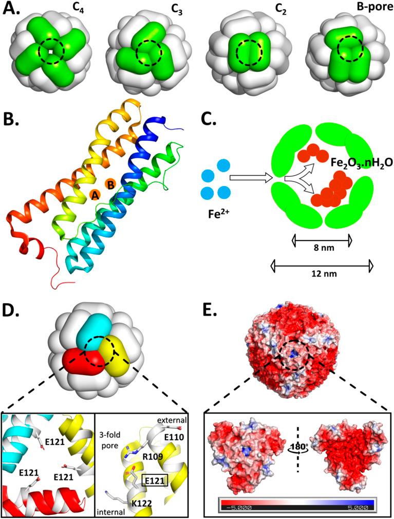 https://cdn.ncbi.nlm.nih.gov/pmc/blobs/5782/11863578/204a31881851/d4sc07021f-f1.jpg