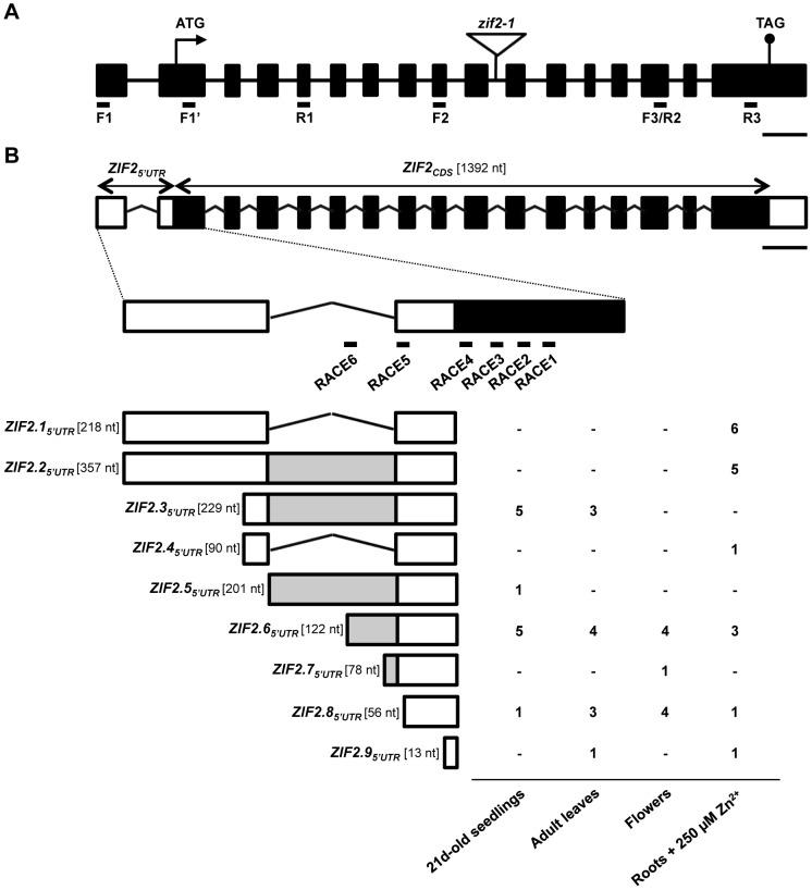 https://cdn.ncbi.nlm.nih.gov/pmc/blobs/5783/4022490/b470dcadc8e0/pgen.1004375.g002.jpg