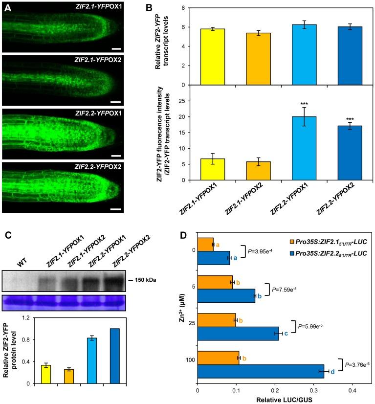 https://cdn.ncbi.nlm.nih.gov/pmc/blobs/5783/4022490/c217b30a5189/pgen.1004375.g009.jpg