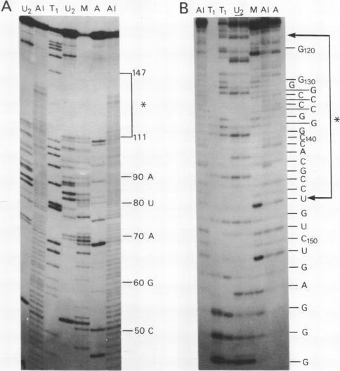 https://cdn.ncbi.nlm.nih.gov/pmc/blobs/5785/320863/aed81f772698/nar00386-0079-a.jpg