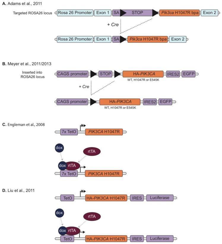 https://cdn.ncbi.nlm.nih.gov/pmc/blobs/5788/6523081/aa21bcbb8fc3/biomolecules-09-00158-g002.jpg