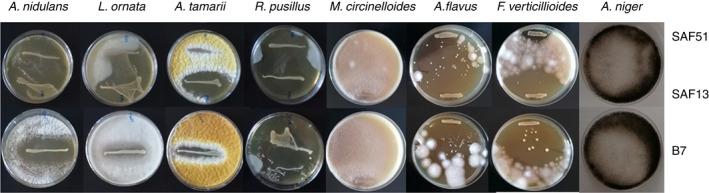 https://cdn.ncbi.nlm.nih.gov/pmc/blobs/578c/9540988/54da45fe1c56/JAM-133-1769-g010.jpg