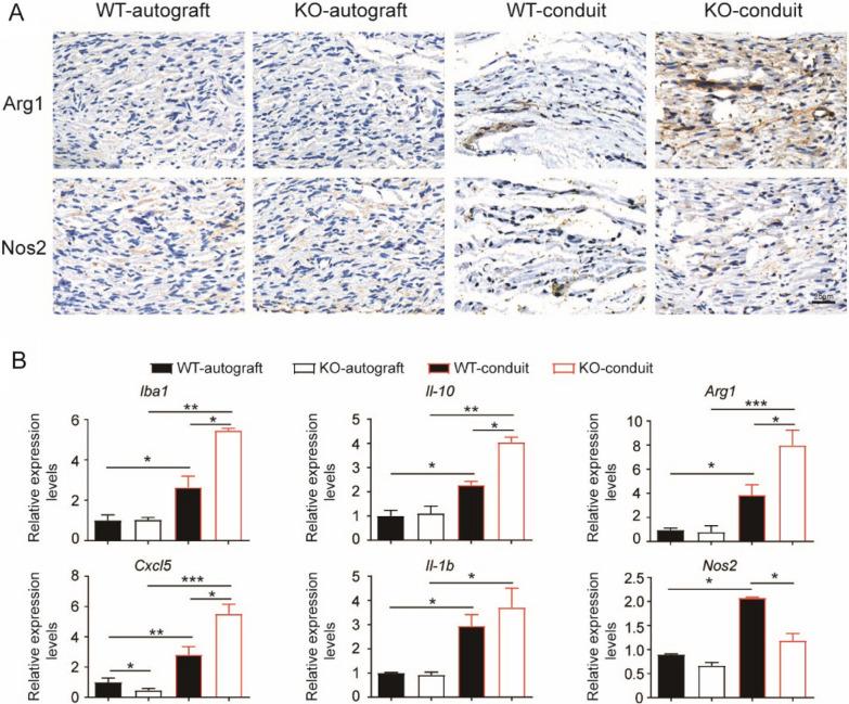 https://cdn.ncbi.nlm.nih.gov/pmc/blobs/5791/8285852/de8b729ad3af/40478_2021_1227_Fig4_HTML.jpg