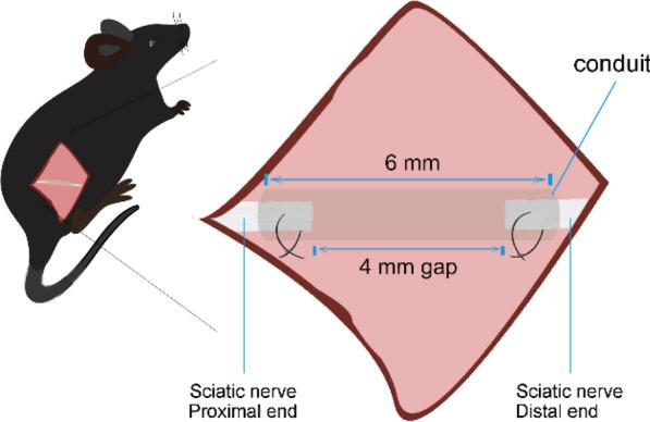 https://cdn.ncbi.nlm.nih.gov/pmc/blobs/5791/8285852/eb0eb901db9c/40478_2021_1227_Fig1_HTML.jpg