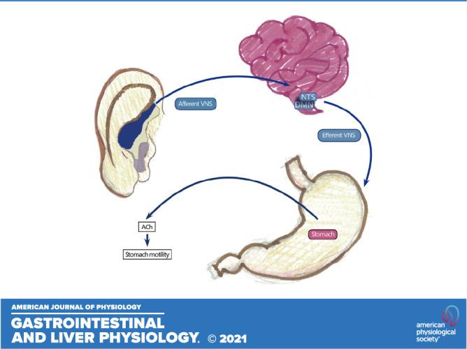 https://cdn.ncbi.nlm.nih.gov/pmc/blobs/5791/8887908/f86812e63730/gi-00426-2020r01.jpg