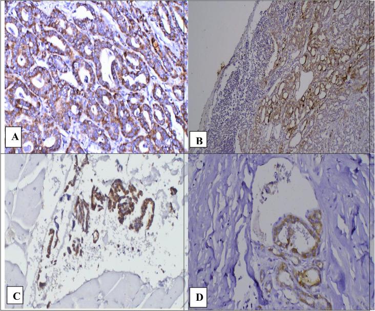https://cdn.ncbi.nlm.nih.gov/pmc/blobs/5792/11626750/f57aaa396b0d/13044_2024_212_Fig3_HTML.jpg