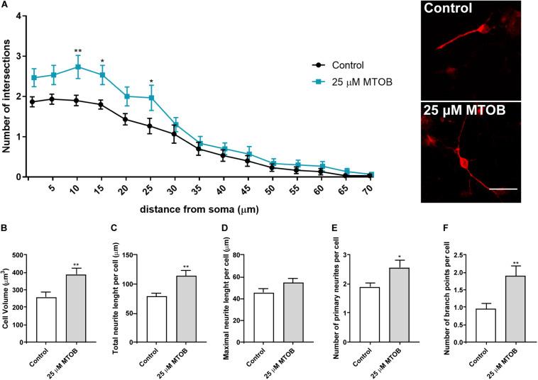 https://cdn.ncbi.nlm.nih.gov/pmc/blobs/579c/7815648/cfa79c74848b/fcell-08-584220-g008.jpg