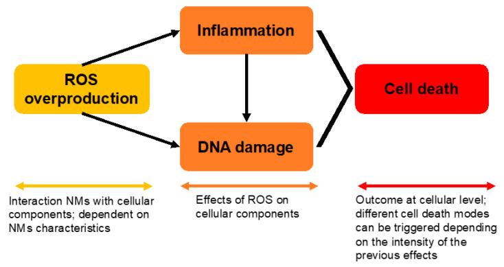 https://cdn.ncbi.nlm.nih.gov/pmc/blobs/579c/9181910/4ffefd40d88d/nanomaterials-12-01810-g003.jpg
