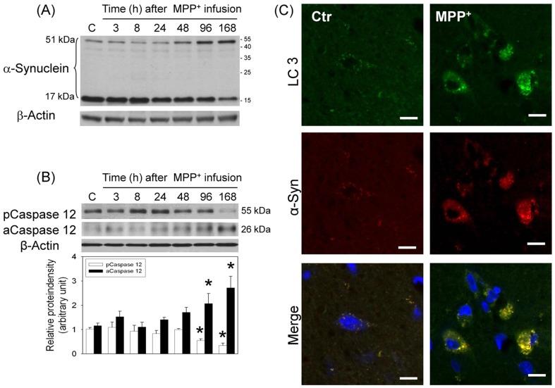 https://cdn.ncbi.nlm.nih.gov/pmc/blobs/57a0/3960112/8abbb53a93d9/pone.0091074.g005.jpg