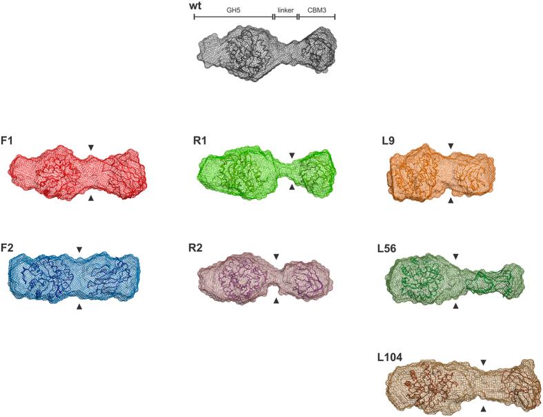 https://cdn.ncbi.nlm.nih.gov/pmc/blobs/57a1/4917841/b358d166a173/srep28504-f5.jpg