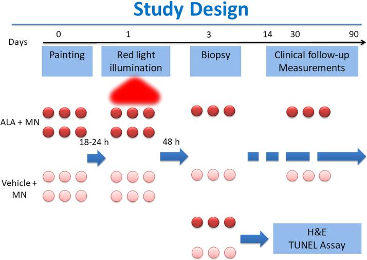 https://cdn.ncbi.nlm.nih.gov/pmc/blobs/57a5/8219184/4076e0c75046/photob.2020.4957_figure1.jpg