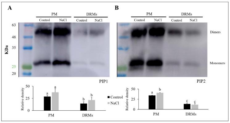 https://cdn.ncbi.nlm.nih.gov/pmc/blobs/57a9/7588934/a77c6a34d996/ijms-21-07694-g006.jpg