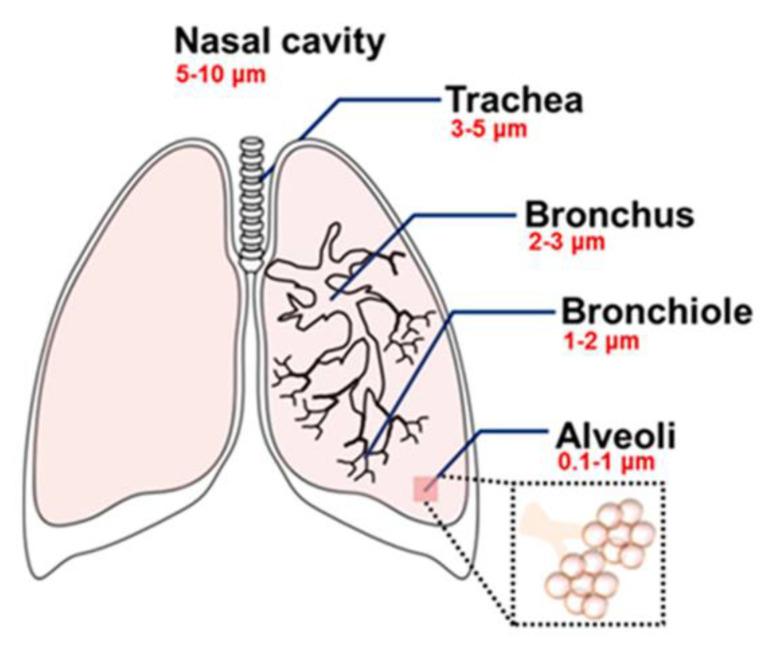 https://cdn.ncbi.nlm.nih.gov/pmc/blobs/57ab/11430251/26d449bd07ff/biomimetics-09-00574-g003.jpg