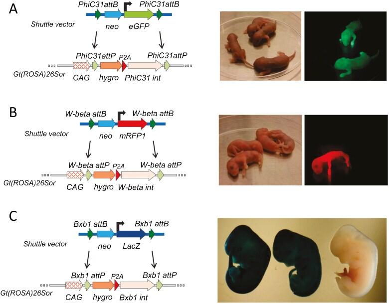https://cdn.ncbi.nlm.nih.gov/pmc/blobs/57ad/11740728/95b170db0873/sxae092_fig2.jpg