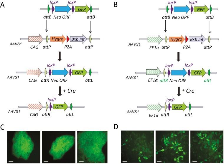 https://cdn.ncbi.nlm.nih.gov/pmc/blobs/57ad/11740728/9d2ed77938da/sxae092_fig3.jpg
