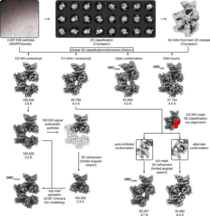 https://cdn.ncbi.nlm.nih.gov/pmc/blobs/57af/7467728/08ef1be69eb6/elife-58622-fig1-figsupp2.jpg