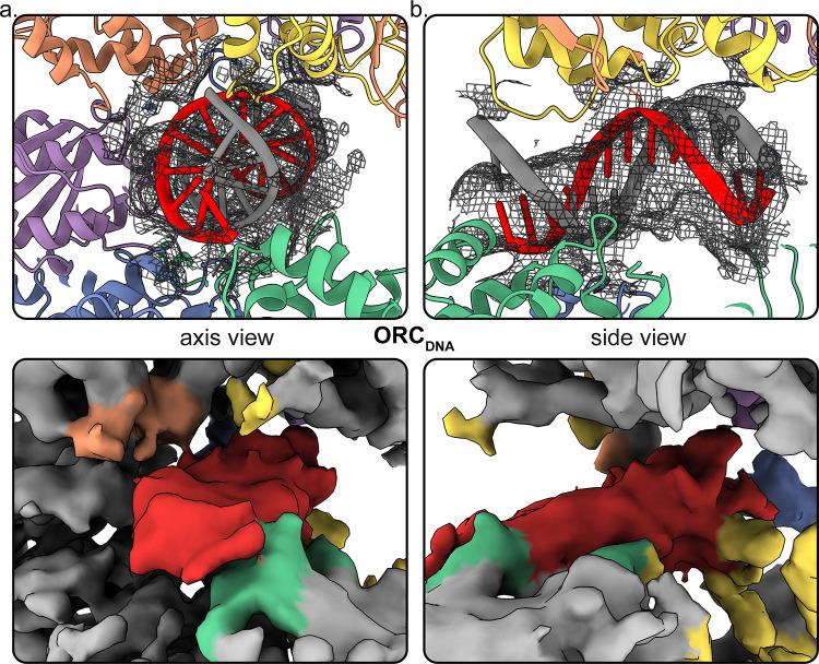https://cdn.ncbi.nlm.nih.gov/pmc/blobs/57af/7467728/26bac8ad370d/elife-58622-fig4-figsupp1.jpg