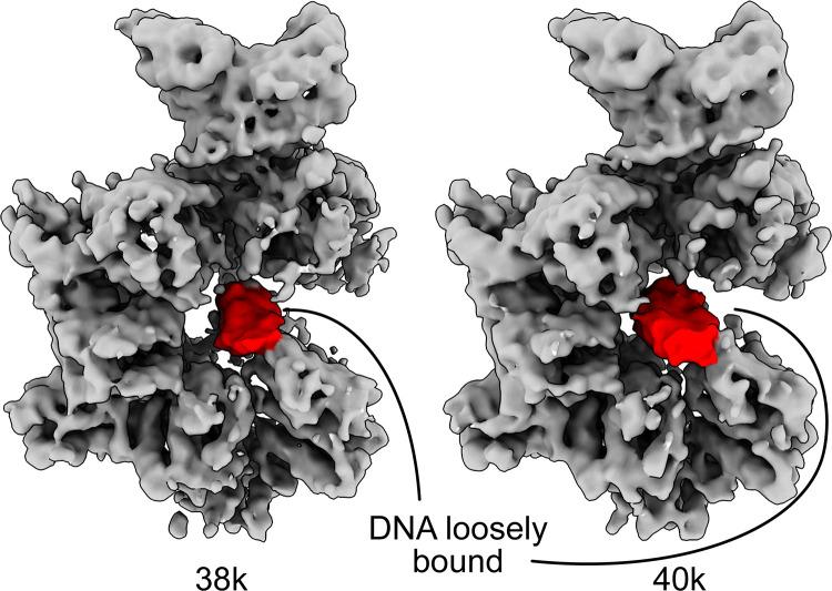 https://cdn.ncbi.nlm.nih.gov/pmc/blobs/57af/7467728/418397e53db3/elife-58622-fig4-figsupp3.jpg
