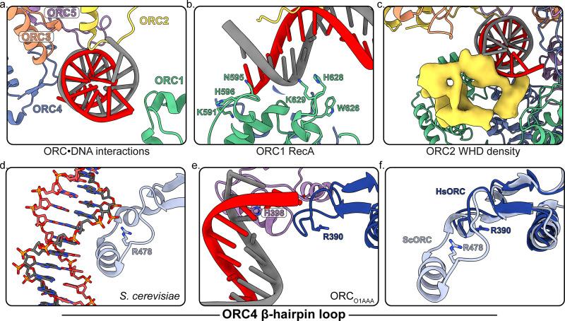 https://cdn.ncbi.nlm.nih.gov/pmc/blobs/57af/7467728/84973bd0c228/elife-58622-fig4.jpg