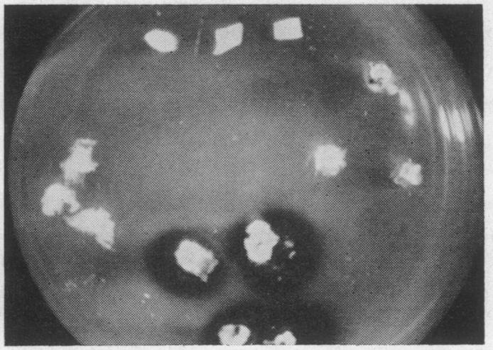 https://cdn.ncbi.nlm.nih.gov/pmc/blobs/57b4/220898/7b16985eadcc/pnas00229-0122-b.jpg