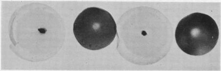 https://cdn.ncbi.nlm.nih.gov/pmc/blobs/57b4/220898/bbd98bc11ba3/pnas00229-0119-b.jpg