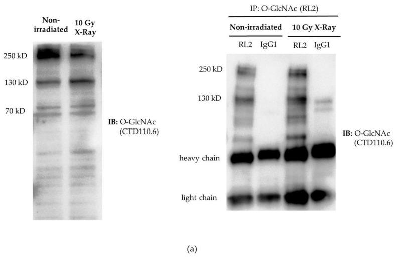 https://cdn.ncbi.nlm.nih.gov/pmc/blobs/57b4/8198441/313f59b68e2f/ijms-22-05715-g006a.jpg