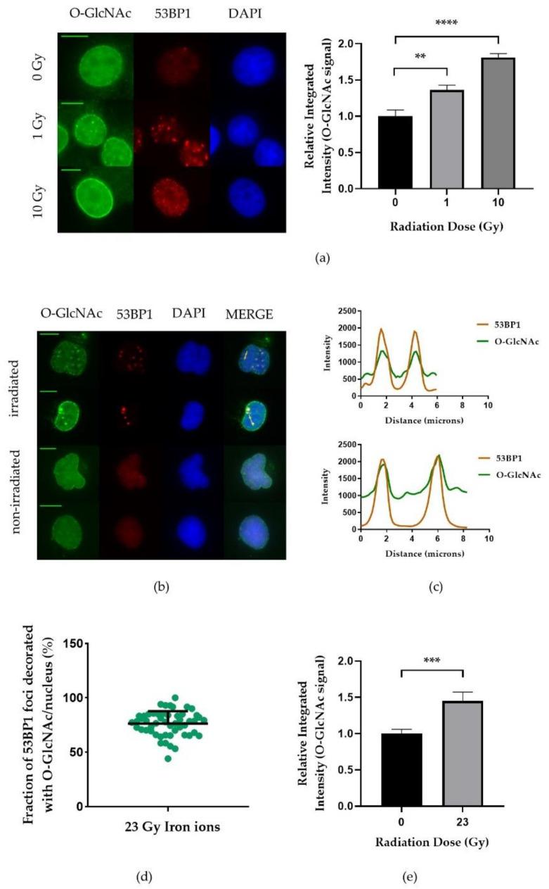 https://cdn.ncbi.nlm.nih.gov/pmc/blobs/57b4/8198441/afe77af76ad9/ijms-22-05715-g001.jpg