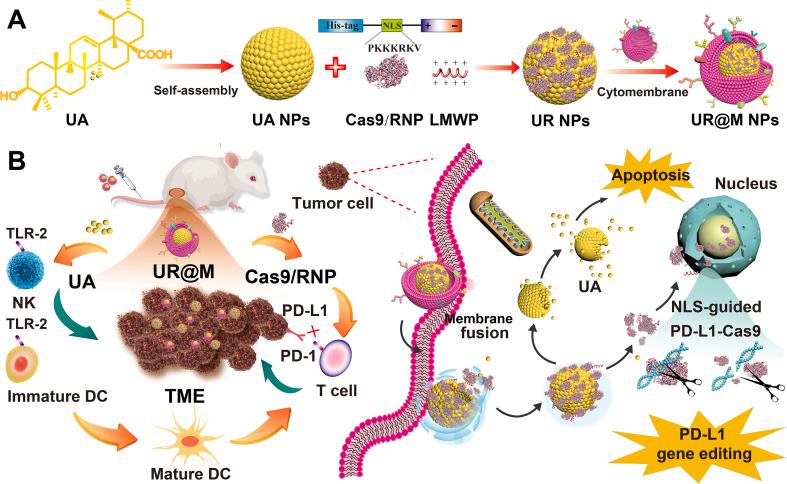 https://cdn.ncbi.nlm.nih.gov/pmc/blobs/57b7/11252477/741a78cd3729/sc1.jpg