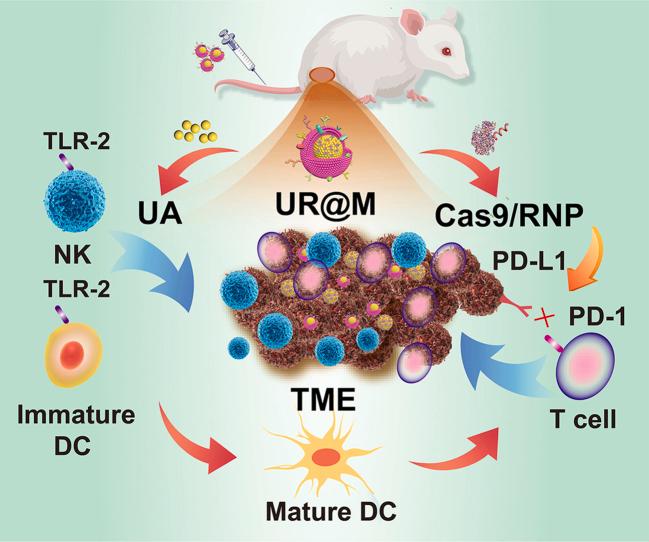 https://cdn.ncbi.nlm.nih.gov/pmc/blobs/57b7/11252477/bbe5f52d526e/ga1.jpg