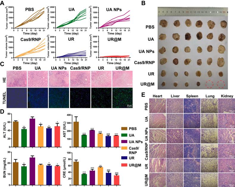 https://cdn.ncbi.nlm.nih.gov/pmc/blobs/57b7/11252477/e5ecd3f26224/gr5.jpg