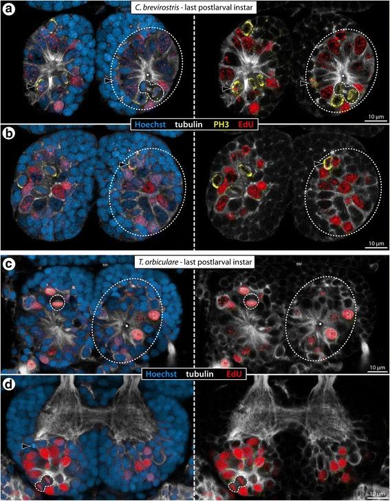 https://cdn.ncbi.nlm.nih.gov/pmc/blobs/57b7/5887176/4cae01fa5cac/12862_2018_1150_Fig10_HTML.jpg