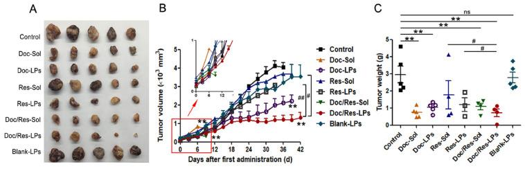 https://cdn.ncbi.nlm.nih.gov/pmc/blobs/57b8/11859135/128f68be9ae4/pharmaceutics-17-00190-g006.jpg