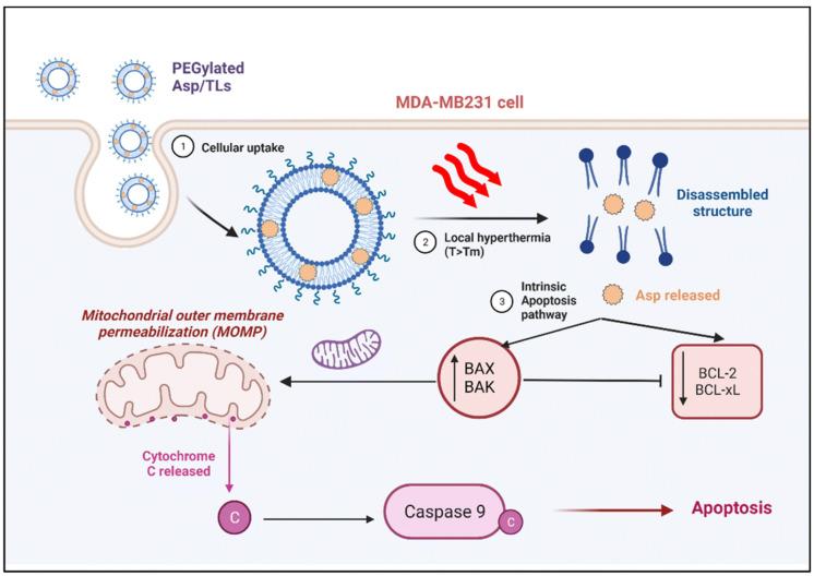 https://cdn.ncbi.nlm.nih.gov/pmc/blobs/57b8/11859135/38a59be81c5a/pharmaceutics-17-00190-g005.jpg