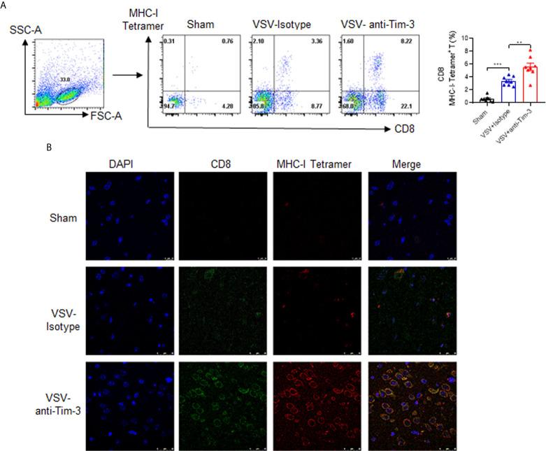 https://cdn.ncbi.nlm.nih.gov/pmc/blobs/57ba/8138436/73363a313f0f/fimmu-12-667478-g004.jpg
