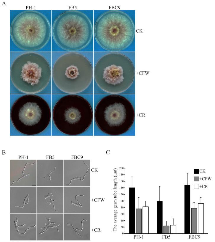 https://cdn.ncbi.nlm.nih.gov/pmc/blobs/57c0/9408904/c7f07c8f0bfb/ijms-23-09106-g004.jpg