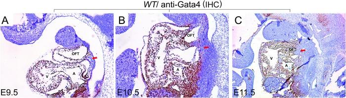 https://cdn.ncbi.nlm.nih.gov/pmc/blobs/57c1/6550424/2bb3934b881f/pgen.1007711.g001.jpg