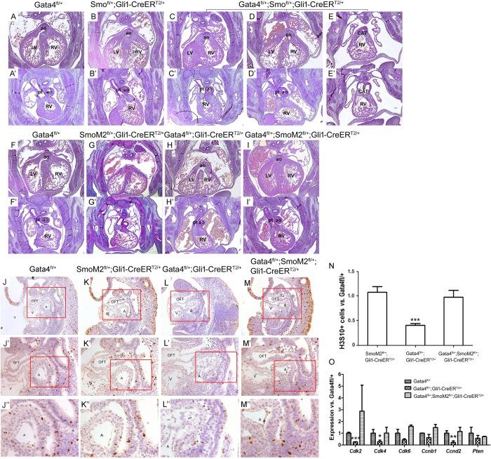 https://cdn.ncbi.nlm.nih.gov/pmc/blobs/57c1/6550424/32e7f657c044/pgen.1007711.g004.jpg
