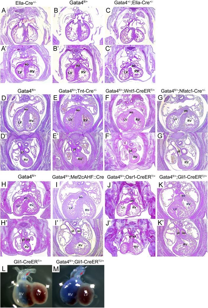 https://cdn.ncbi.nlm.nih.gov/pmc/blobs/57c1/6550424/3dee1d8dec76/pgen.1007711.g002.jpg