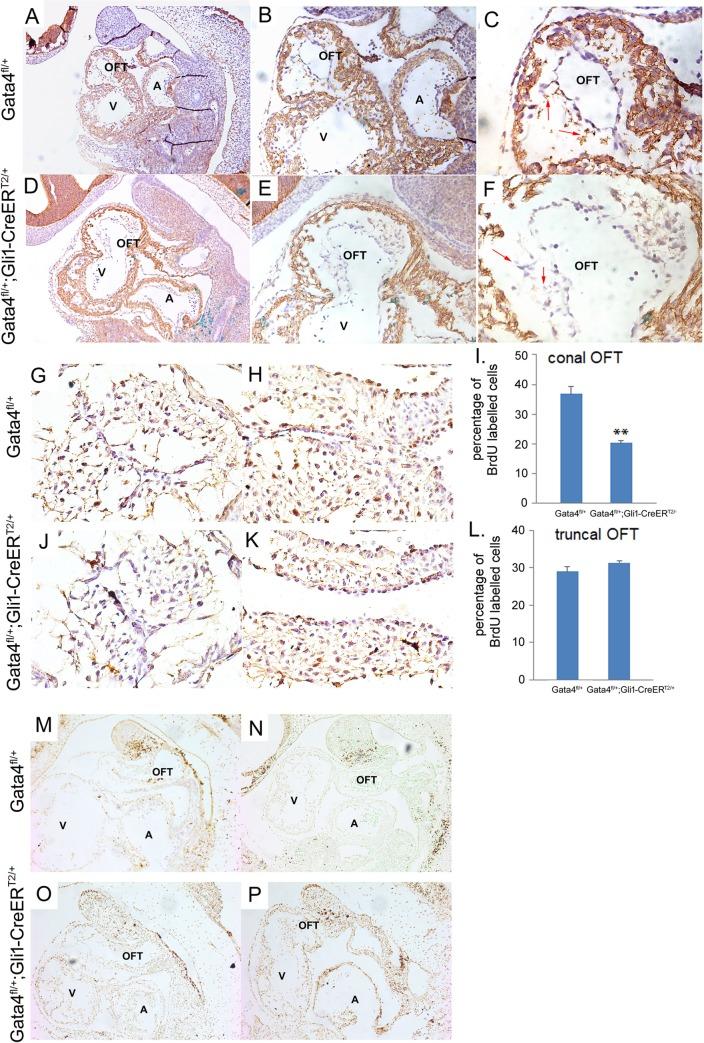 https://cdn.ncbi.nlm.nih.gov/pmc/blobs/57c1/6550424/fe4a055e68d6/pgen.1007711.g006.jpg