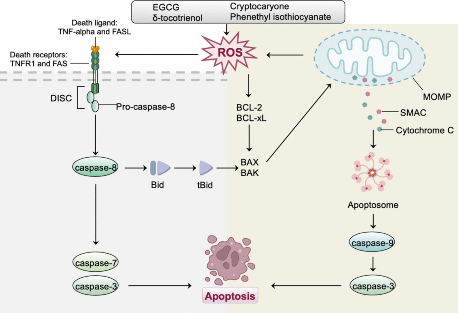 https://cdn.ncbi.nlm.nih.gov/pmc/blobs/57c2/12228355/5635ccf62019/40001_2025_2846_Fig1_HTML.jpg