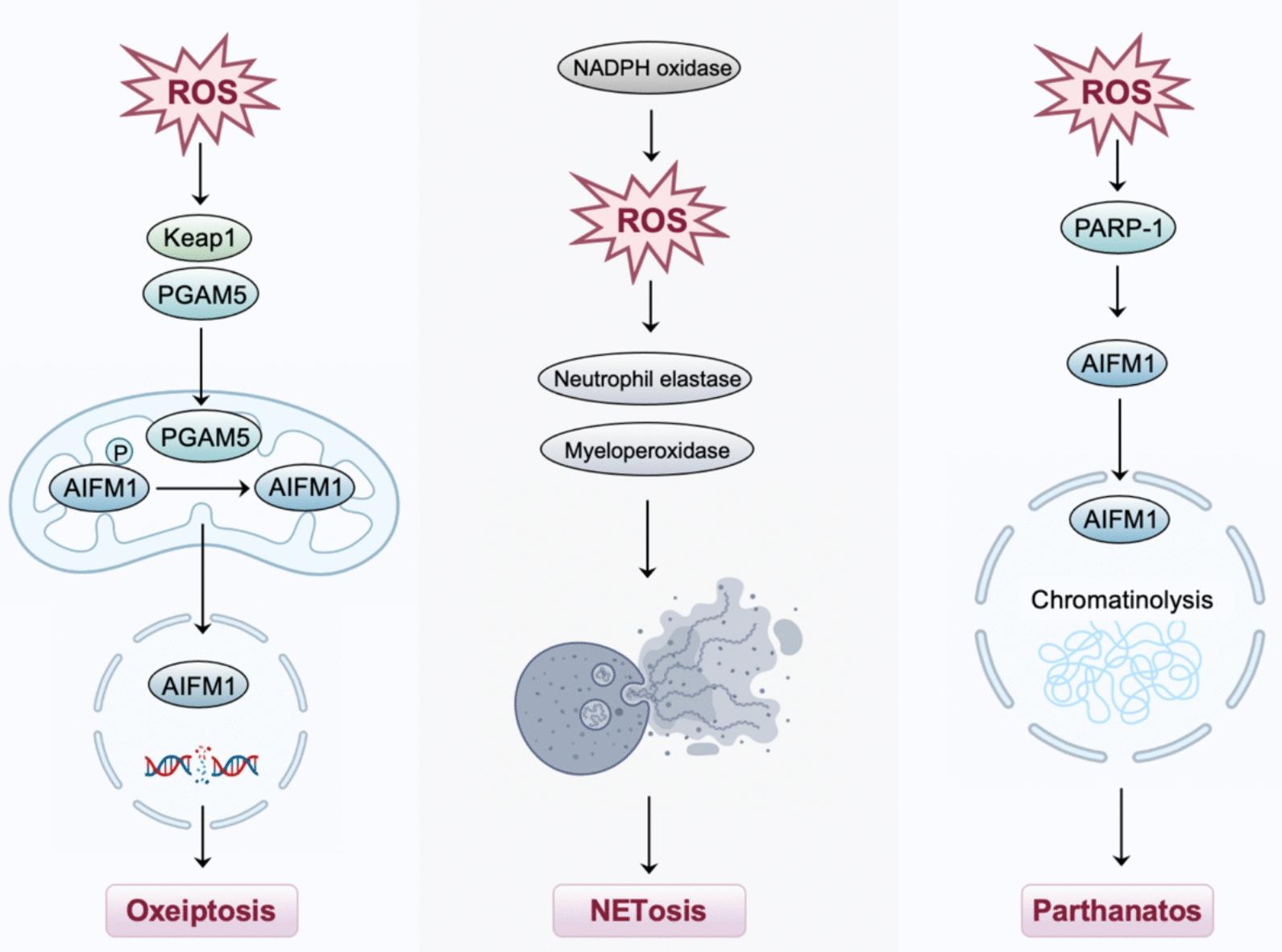 https://cdn.ncbi.nlm.nih.gov/pmc/blobs/57c2/12228355/885d73255e0f/40001_2025_2846_Fig5_HTML.jpg