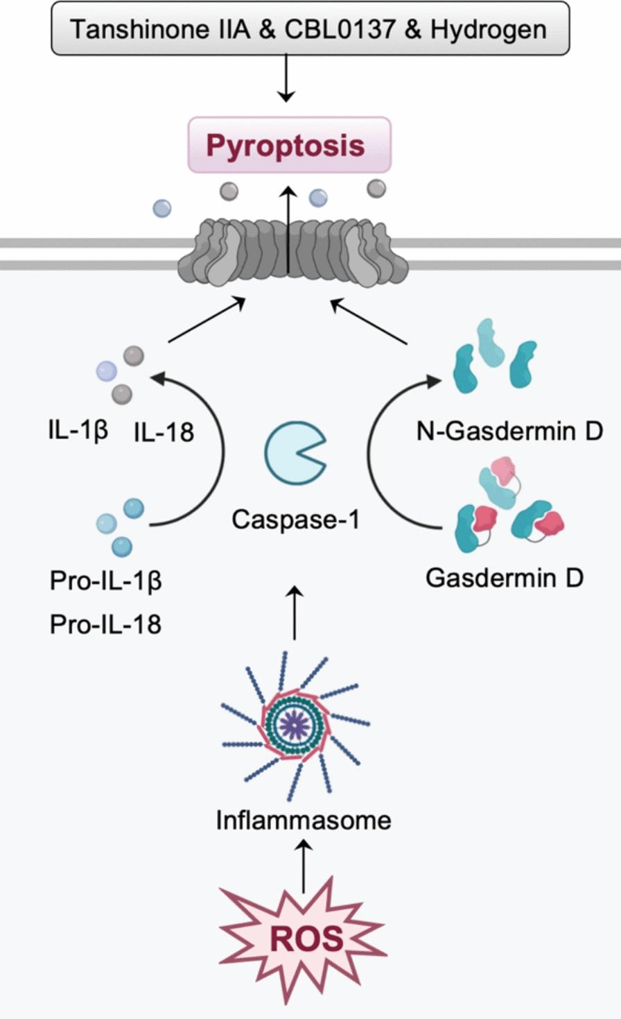 https://cdn.ncbi.nlm.nih.gov/pmc/blobs/57c2/12228355/ba496b6840df/40001_2025_2846_Fig4_HTML.jpg