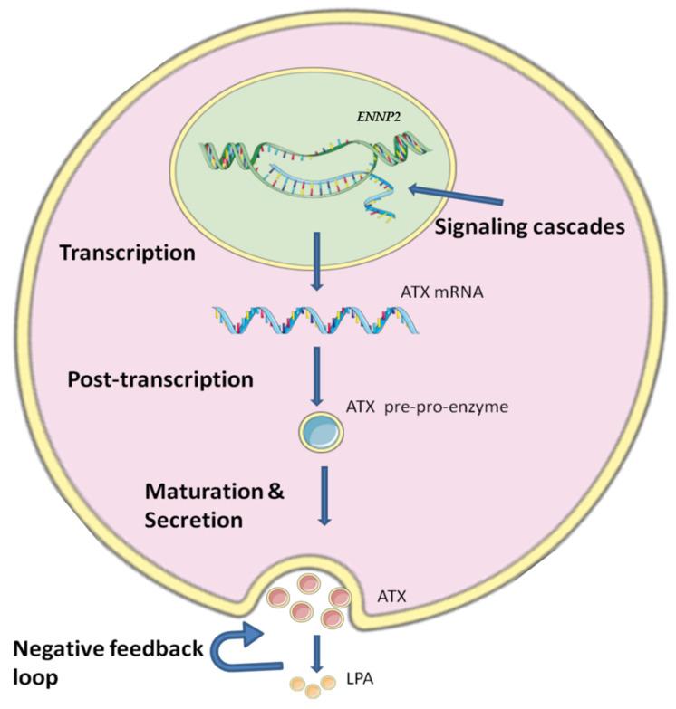 https://cdn.ncbi.nlm.nih.gov/pmc/blobs/57c4/9658281/ff45f113ce36/cancers-14-05437-g001.jpg
