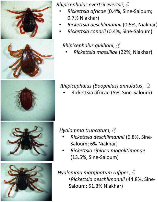 https://cdn.ncbi.nlm.nih.gov/pmc/blobs/57c6/2939048/77f6f1b3e752/pntd.0000821.g003.jpg