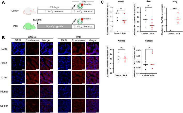 https://cdn.ncbi.nlm.nih.gov/pmc/blobs/57c8/12075939/60bbd714efe1/fphar-16-1577570-g005.jpg