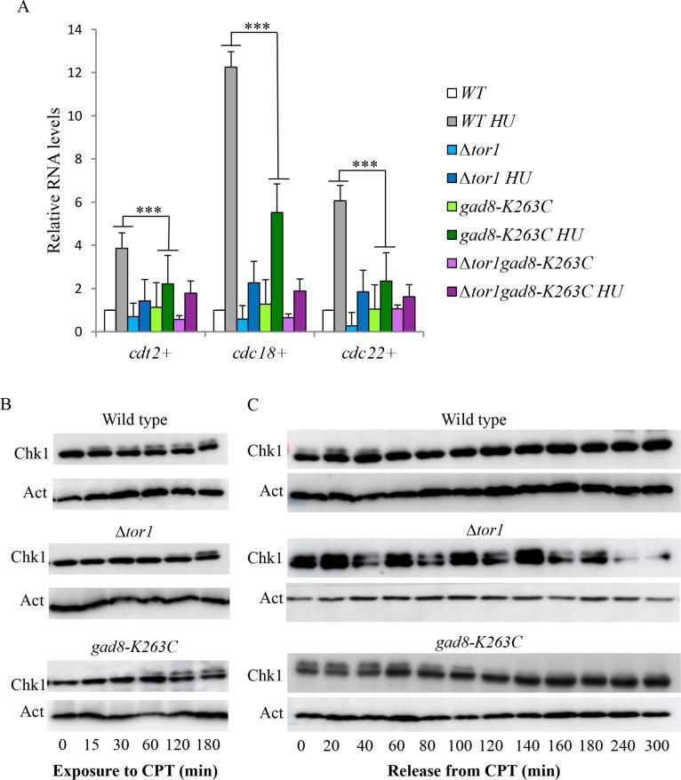 https://cdn.ncbi.nlm.nih.gov/pmc/blobs/57ce/7660925/38f74eaf1aec/pgen.1009196.g007.jpg