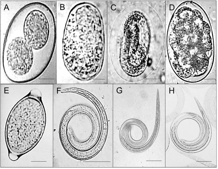 https://cdn.ncbi.nlm.nih.gov/pmc/blobs/57cf/7825449/fe9b04051811/animals-11-00098-g001.jpg