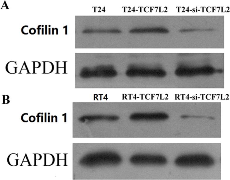https://cdn.ncbi.nlm.nih.gov/pmc/blobs/57d5/5696162/913771666a5a/oncotarget-08-92043-g005.jpg
