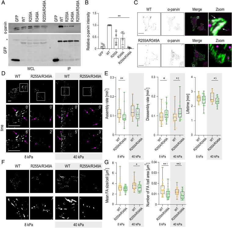 https://cdn.ncbi.nlm.nih.gov/pmc/blobs/57d5/8933812/1c6f74c0d6cf/pnas.2106098119fig04.jpg
